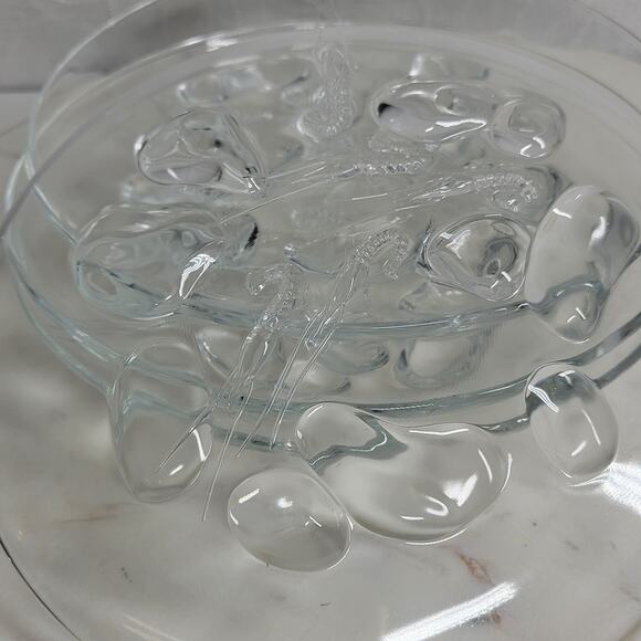 Luminarc Shrimp Plates 7.5" Clear Embossed Design Lunch Plate Set of 4 - Picture 9 of 14